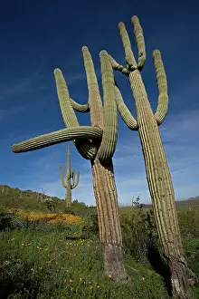 Saguaro: Saguaro Cactus (Carnegiea gigantea) - Sonoran Desert