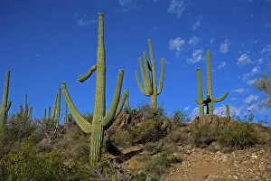 Saguaro: Saguaro Cactus (Carnegiea gigantea) - Sonoran Desert - Arizo