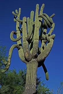 Saguaro: Saguaro Cactus (Carnegiea gigantea) - Sonoran Desert - Arizo