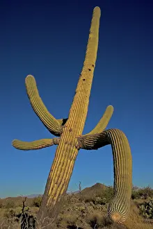 Saguaro: Saguaro Cactus (Carnegiea gigantea) - Sonoran Desert Arizona
