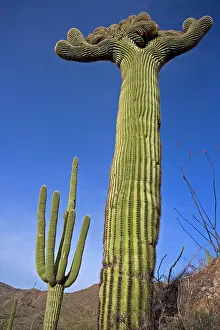 Cristate: Saguaro Cactus - cristate form