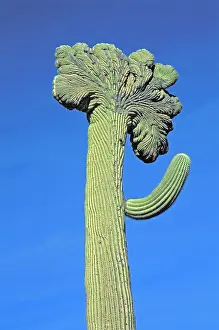 Variant: Saguaro Cactus - Cristate Form which may be a genetic
