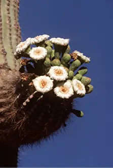 Bonnie Weisser: SAGUARO CACTUS - in flower