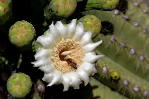 Gigantea: Saguaro Cactus flower and honey bee