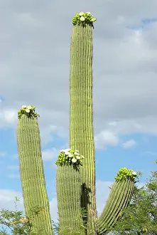 Saguaros: Saguaro Cactus - With flowers