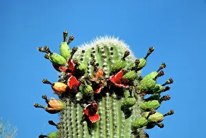 Saguaros: Saguaro Cactus - in fruit