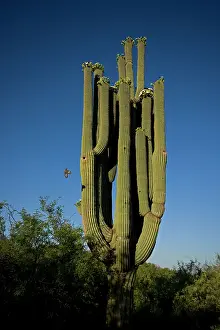 Uropygialis: Saguaro Cactus - with Gila woodpecker (Melanerpes
