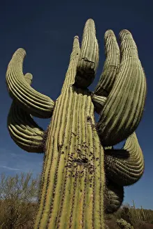 Guns: Saguaro Cactus - with illegal shotgun holes
