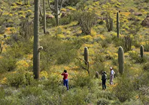 Stenocereus: Saguaro Cactus - with Organ Pipe Cactus (Stenocereus