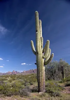 Saguaros: Saguaro Cactus - Organ Pipes National Monument