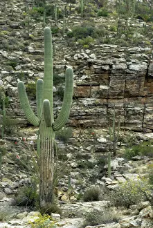 Saguaros: Saguaro cactus - Against rocky background