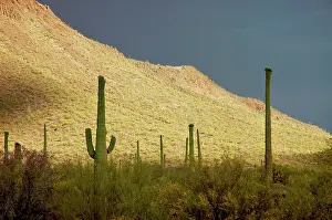 Saguaros: Saguaro Cactus - against stormy sky