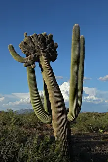 Prickles: saguaro, Carnegia gigantea, crested form, cristate