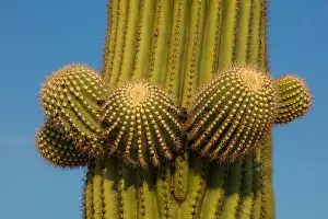 Gigantea: saguaro, (Carnegiea gigantea), Arizona