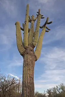 Saguaro: Saguaro, (Carnegiea gigantea), Sonoran desert, Arizona