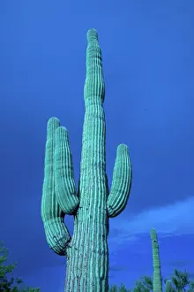 Saguaro: saguaro, (Carnegiea gigantea), Sonoran desert, Arizona