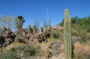 Saguaros: Saguaro Desert - showing mixed cactus vegetation