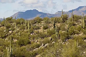 Gigantea: Saguaro Forest (Carnegica Gigantea)