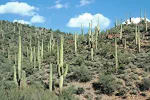 Saguaros: SAGUARO GIANT CACTUS