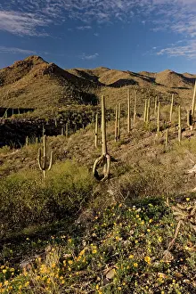 Carnegiea: Saguaro Giant Cactus
