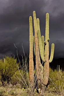 Carnegiea: Saguaro Giant Cactus
