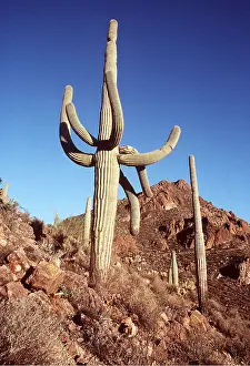 Survival: SAGUARO GIANT CACTUS