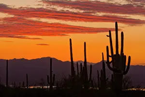 Carnegiea: Saguaro Giant Cactus - at sunset