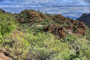 Saguaro: Saguaro National Park around Tucson, Arizona