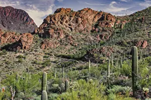 Saguaro: Saguaro National Park around Tucson, Arizona
