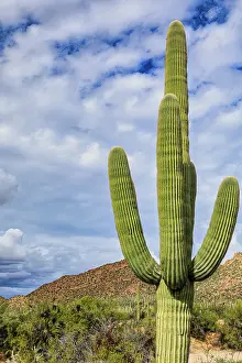 Saguaro: Saguaro National Park around Tucson, Arizona