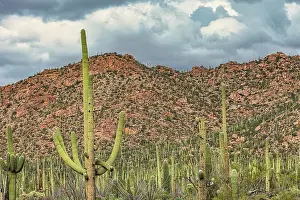 Saguaro: Saguaro National Park around Tucson, Arizona