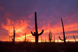 Saguaro: Saguaro sunset - saguaro cacti silhouetted against