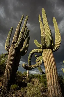 Gigantea: saguaros, (Carnegiea gigantea), and storm clouds, Arizona