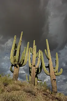 Gigantea: saguaros, (Carnegiea gigantea), and storm clouds, Arizona