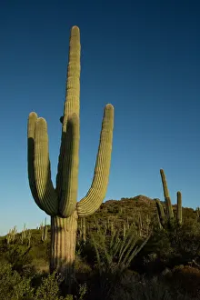 Gigantea: saguaros, (Carnegiea gigantea), Arizona