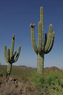 Gigantea: saguaros, (Carnegiea gigantea), Arizona