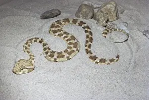 Algeria: Sahara Sand Viper