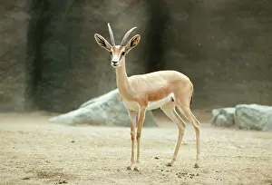 Dorcas: Saharan Dorcas Gazelle - female