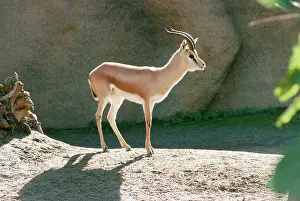 Dorcas: Saharan Dorcas Gazelle - male