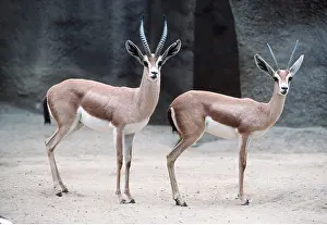 Gazelles: SAHARAN DORCAS GAZELLE - x two