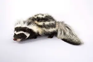 Polecat: Saharan striped polecat (Ictonyx libycus)
