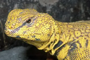 Agamid: Saharan Uromastyx