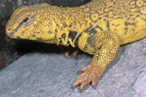 Agamid: Saharan Uromastyx