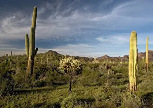 Saguaros: Sahuaro / Saguaro Cactus - desert in bloom, with