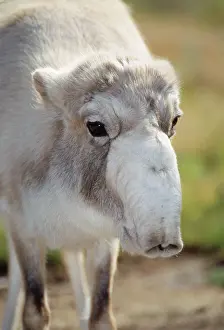Saigas: SAIGA Antelope - close-up of femaleIs head, winter coat