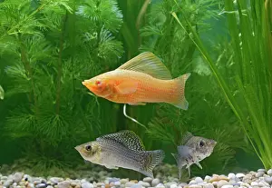 Variant: Sailfin molly & blood red variant - by weeds