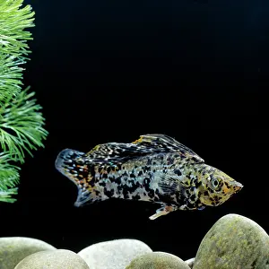 Molly: Sailfin Molly Fish