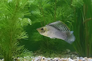 Molly: Sailfin Molly Fish - front view male by weeds
