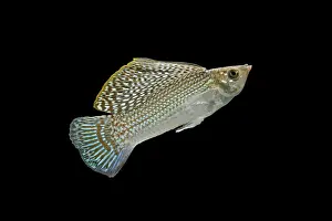 Molly: Sailfin molly - side view
