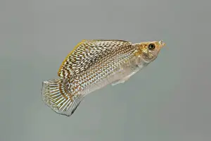 Molly: Sailfin Molly - side view